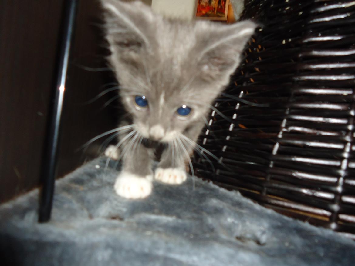 Huskat Ross billede 20