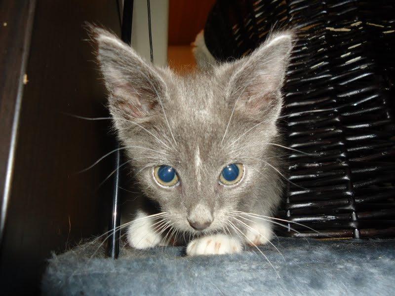 Huskat Ross billede 3