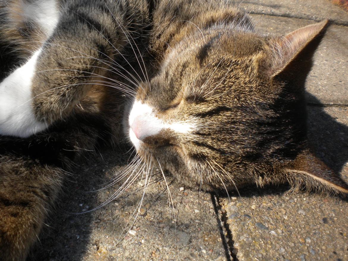 Huskat Katie † Sov sødt † billede 6