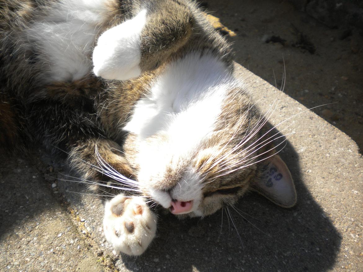 Huskat Katie † Sov sødt † billede 14