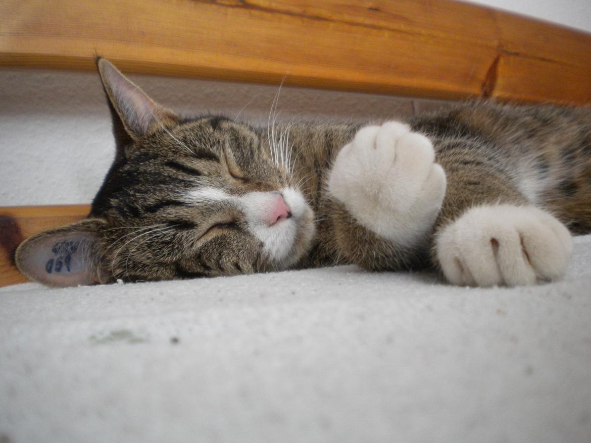 Huskat Katie † Sov sødt † billede 15