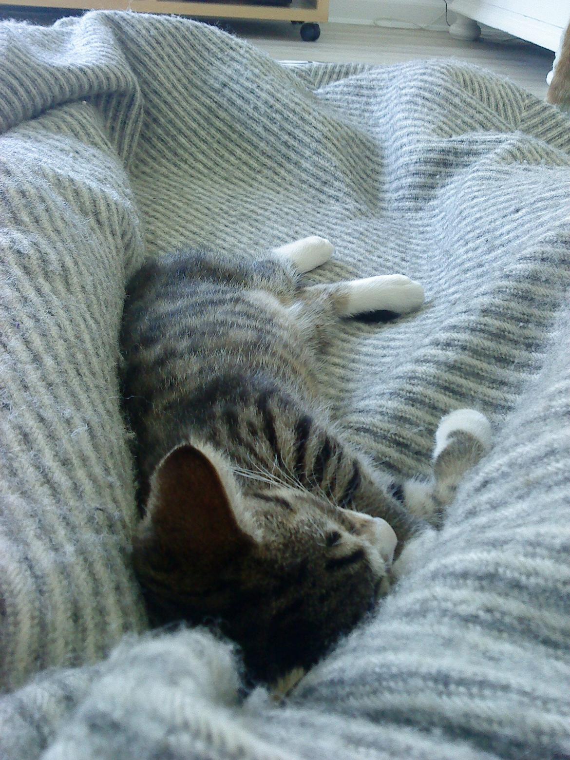 Huskat Katie † Sov sødt † billede 13