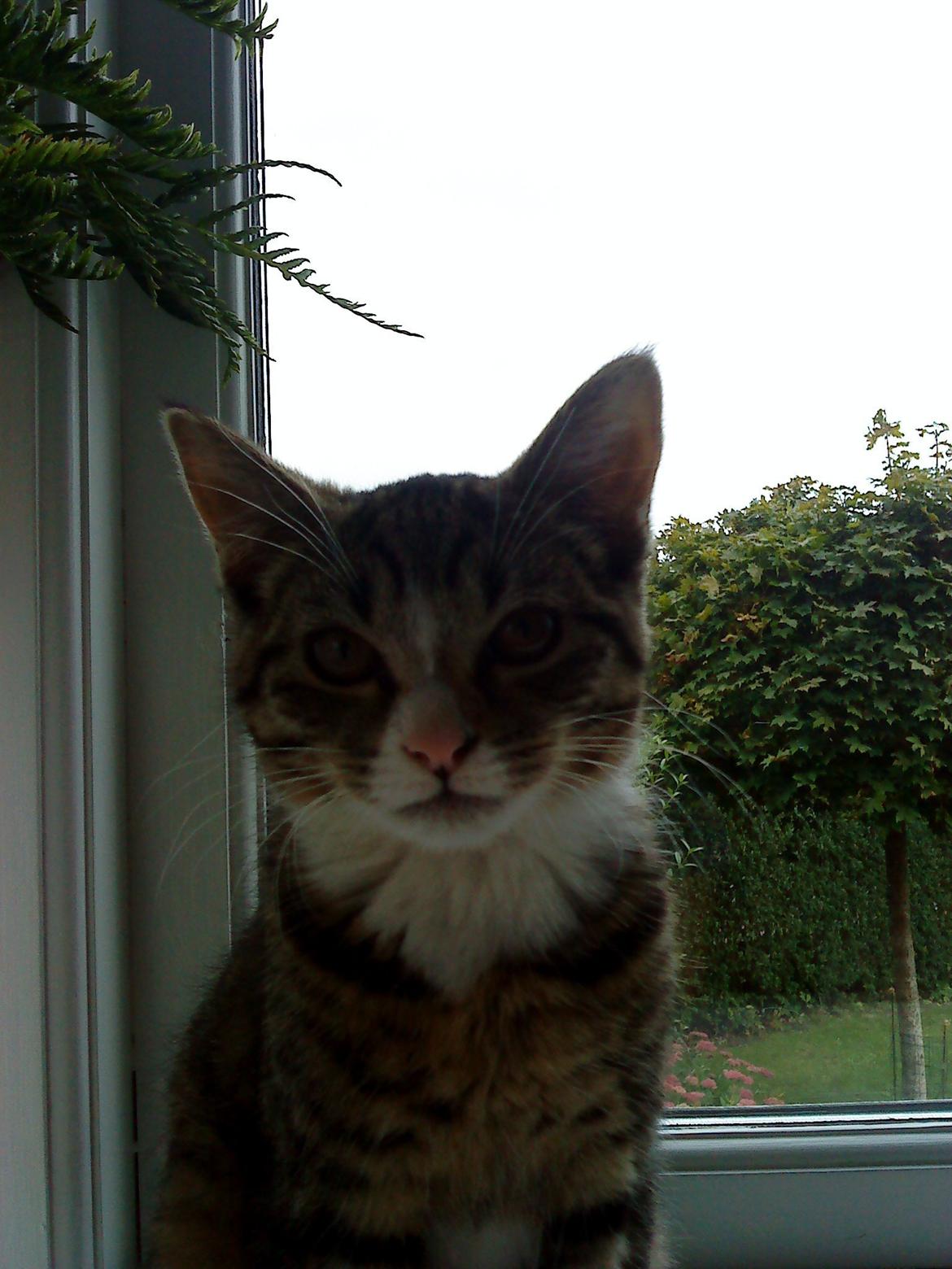 Huskat Katie † Sov sødt † billede 3