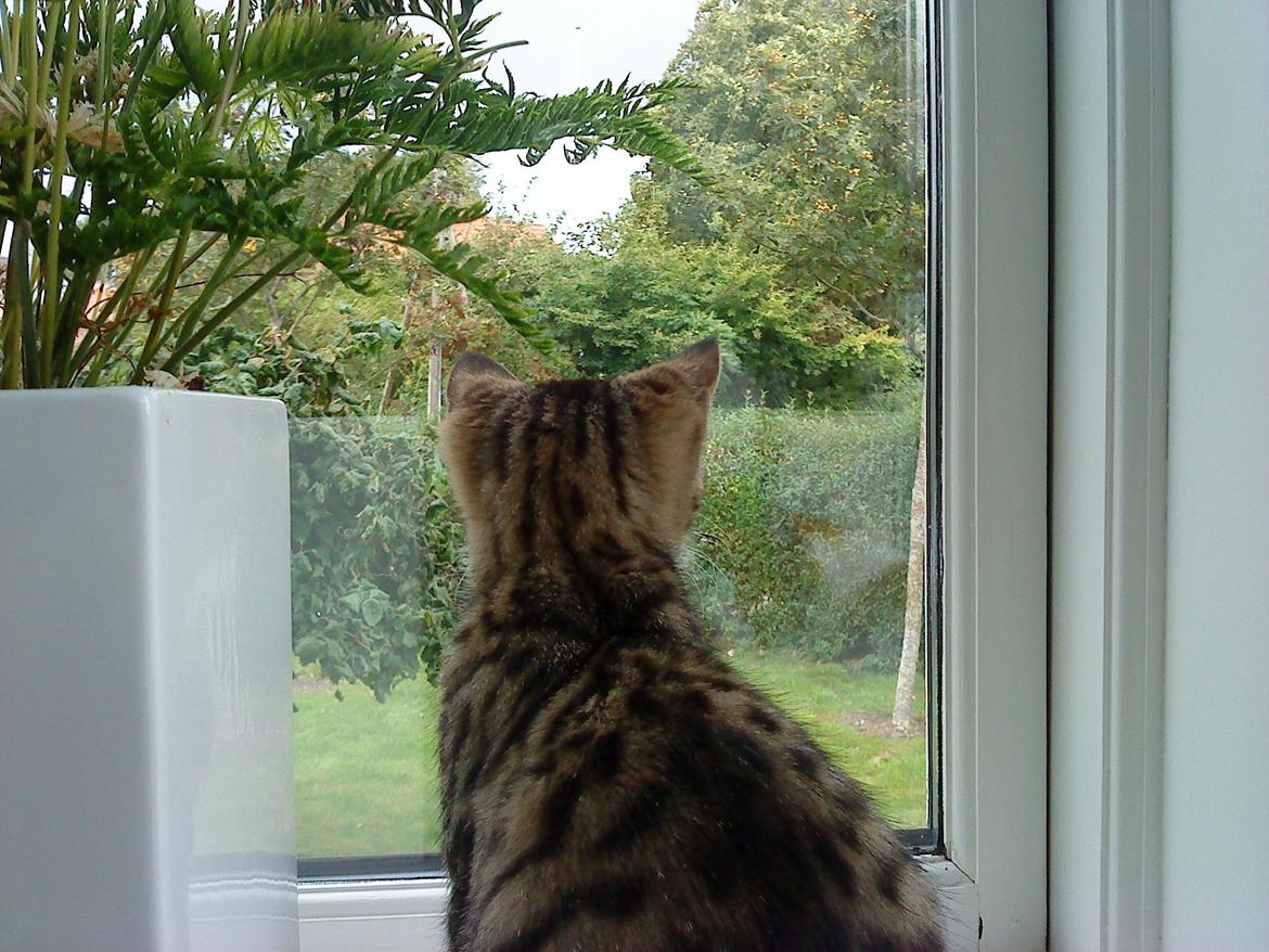 Huskat Katie † Sov sødt † billede 5