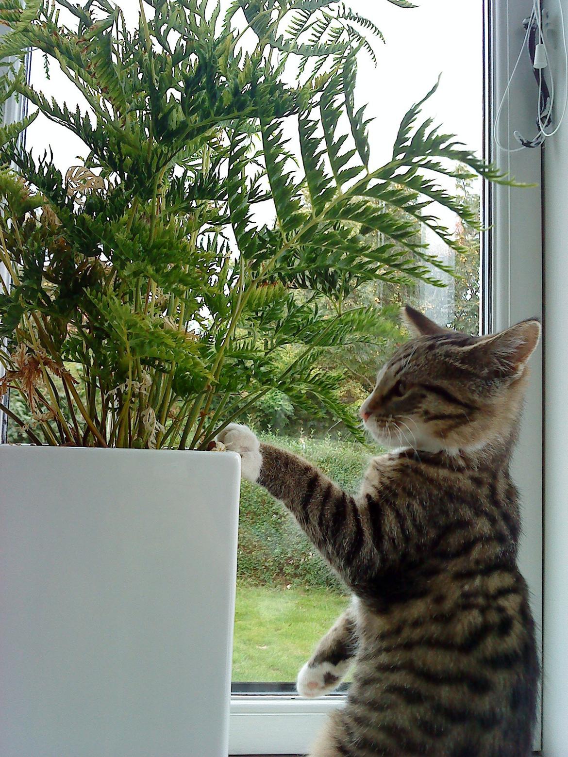 Huskat Katie † Sov sødt † billede 4