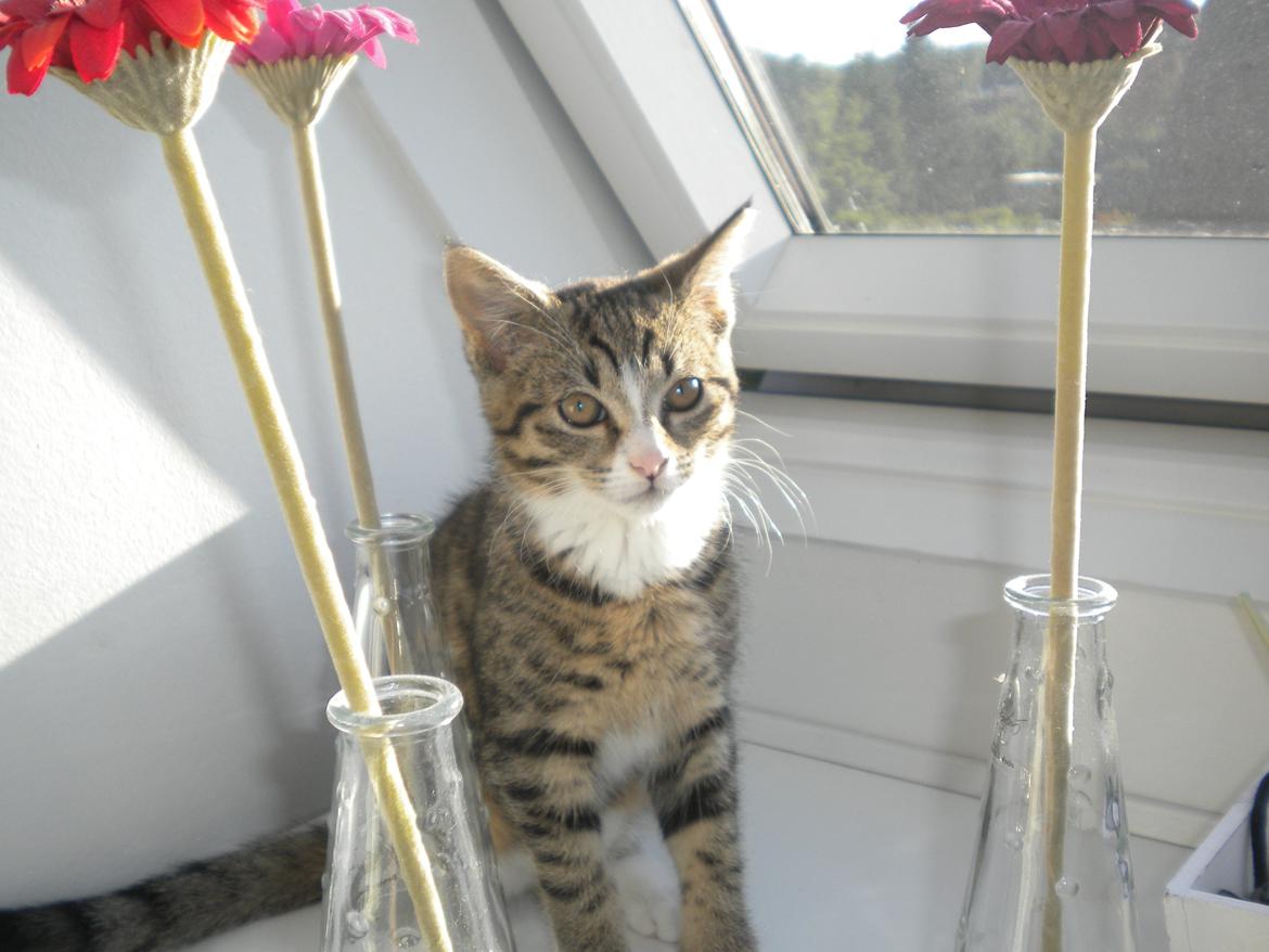 Huskat Katie † Sov sødt † billede 7