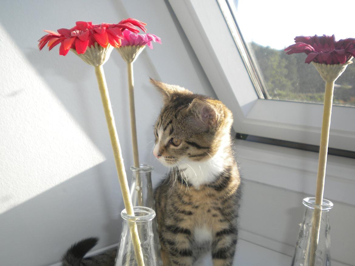 Huskat Katie † Sov sødt † billede 8