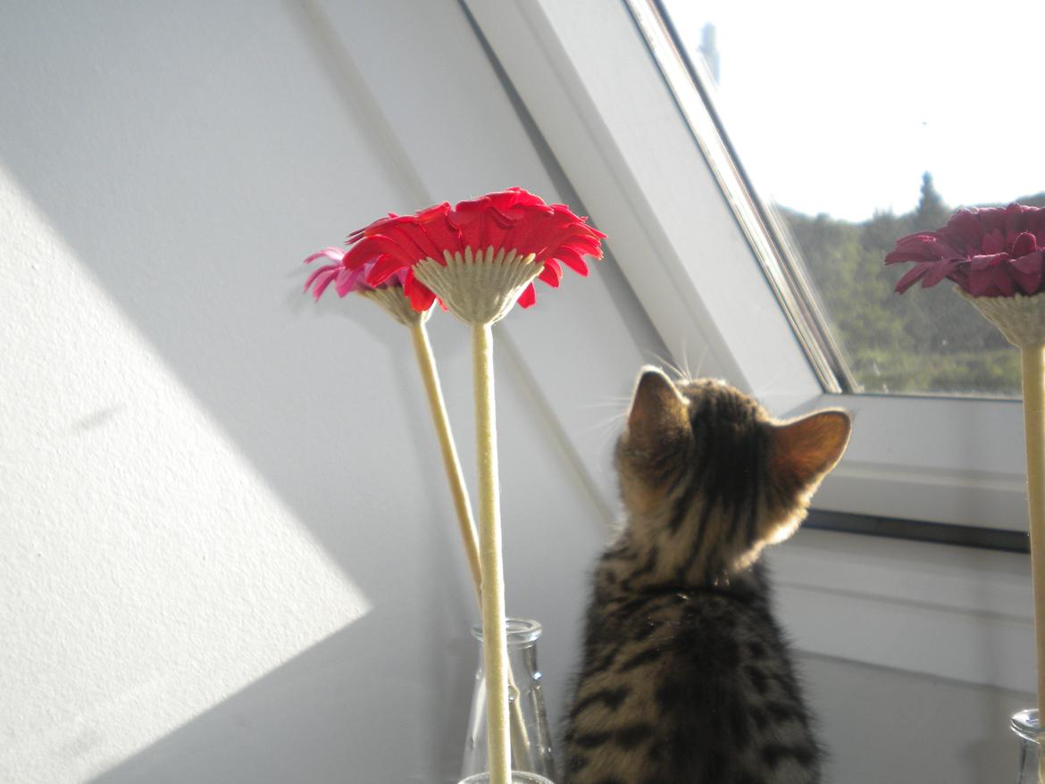 Huskat Katie † Sov sødt † billede 9