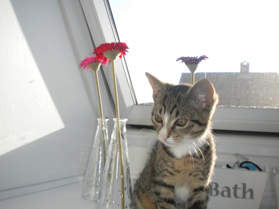 Huskat Katie † Sov sødt † billede 10