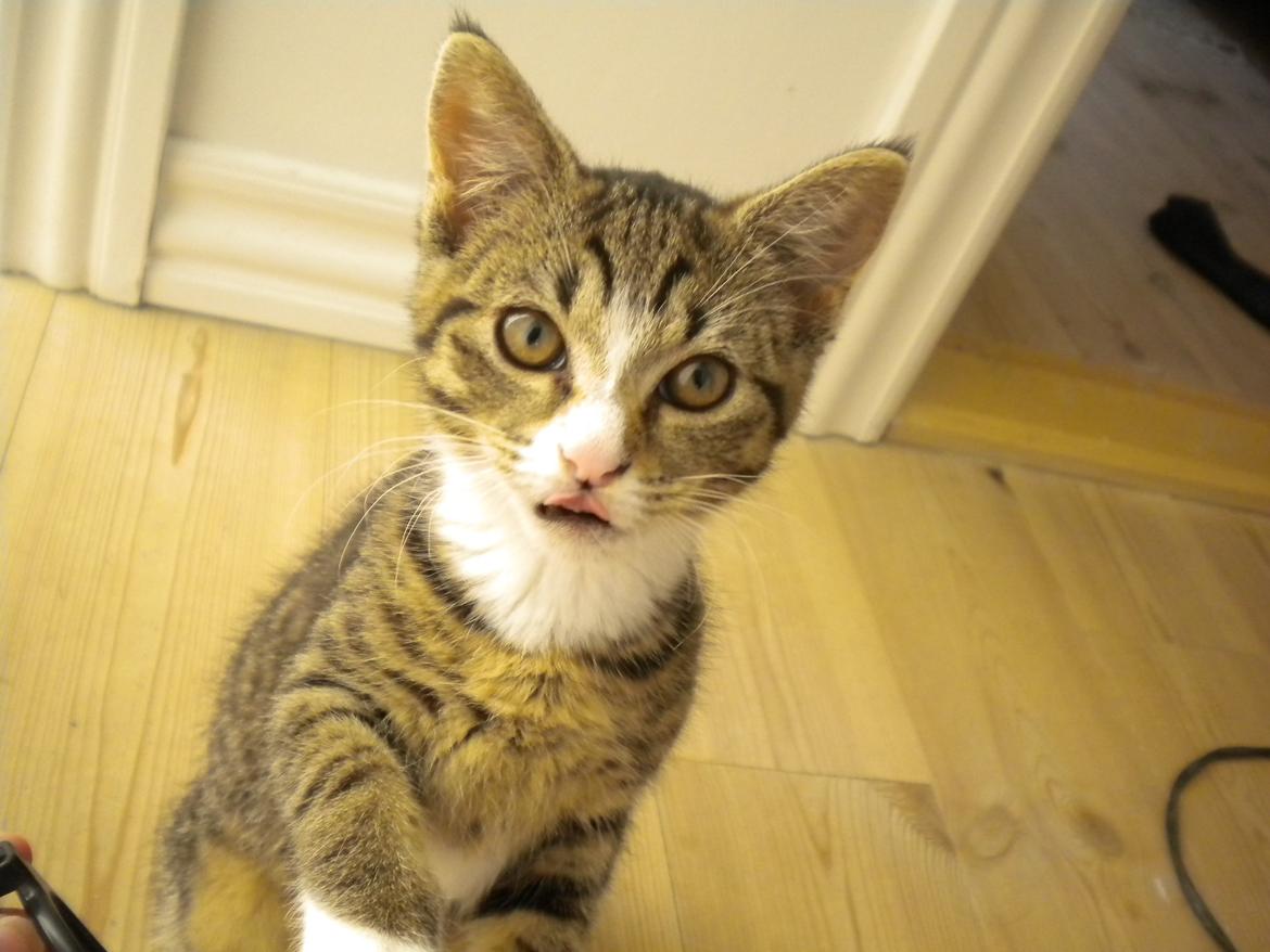 Huskat Katie † Sov sødt † billede 11