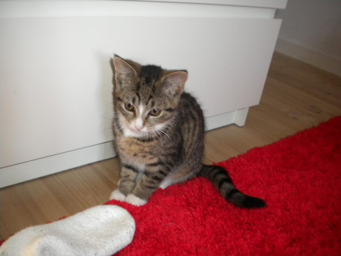 Huskat Katie † Sov sødt † billede 2