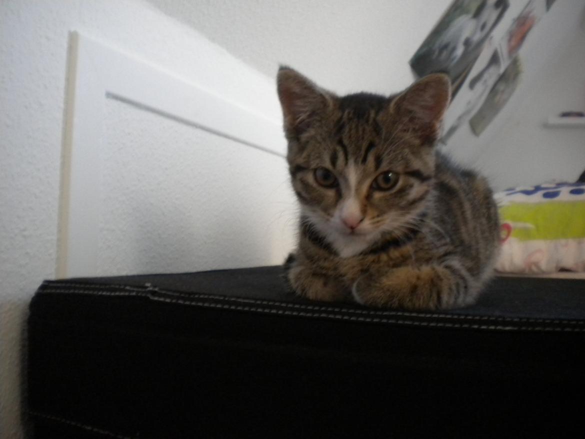 Huskat Katie † Sov sødt † - Katie som lille killing :D billede 1