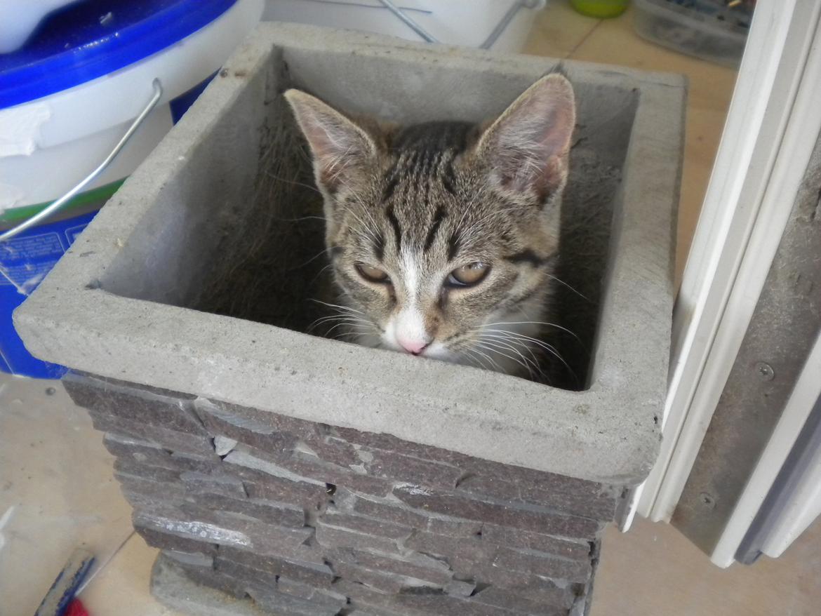 Huskat Katie † Sov sødt † - Aaw.. Elsker det billede c3 billede 16