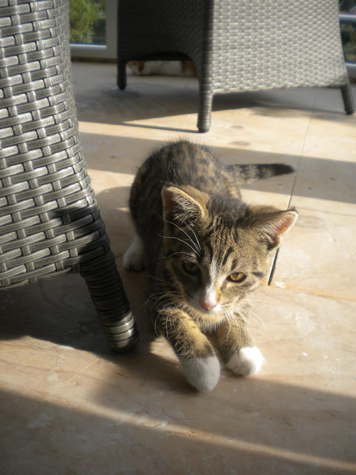 Huskat Katie † Sov sødt † billede 12