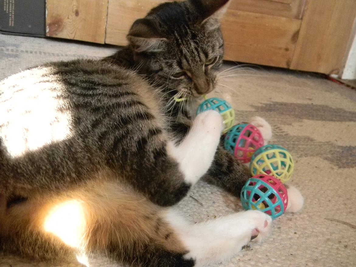 Huskat Bella billede 1