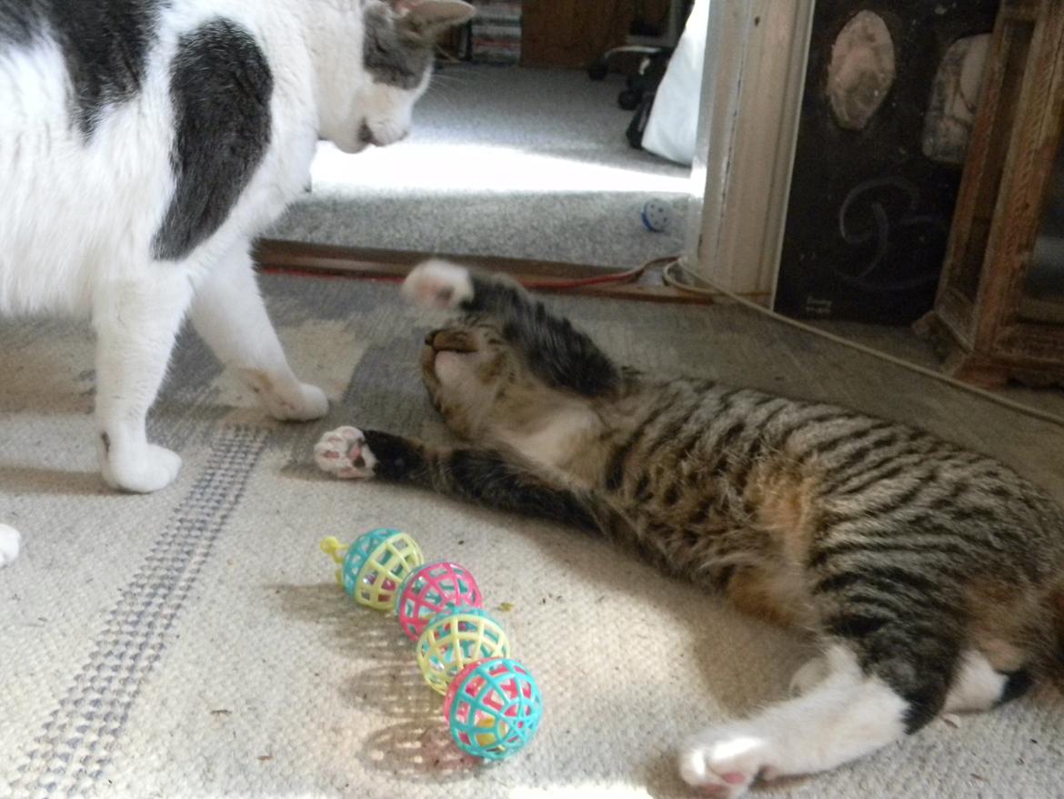 Huskat Bella billede 2