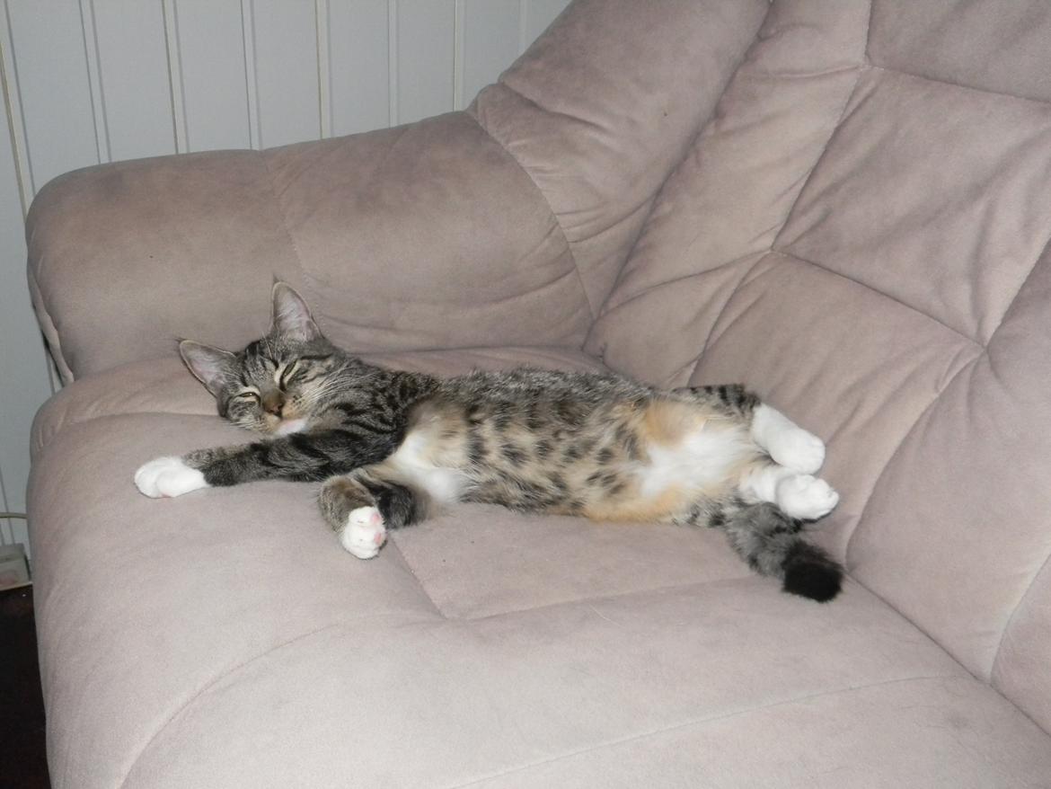 Huskat Bella billede 3