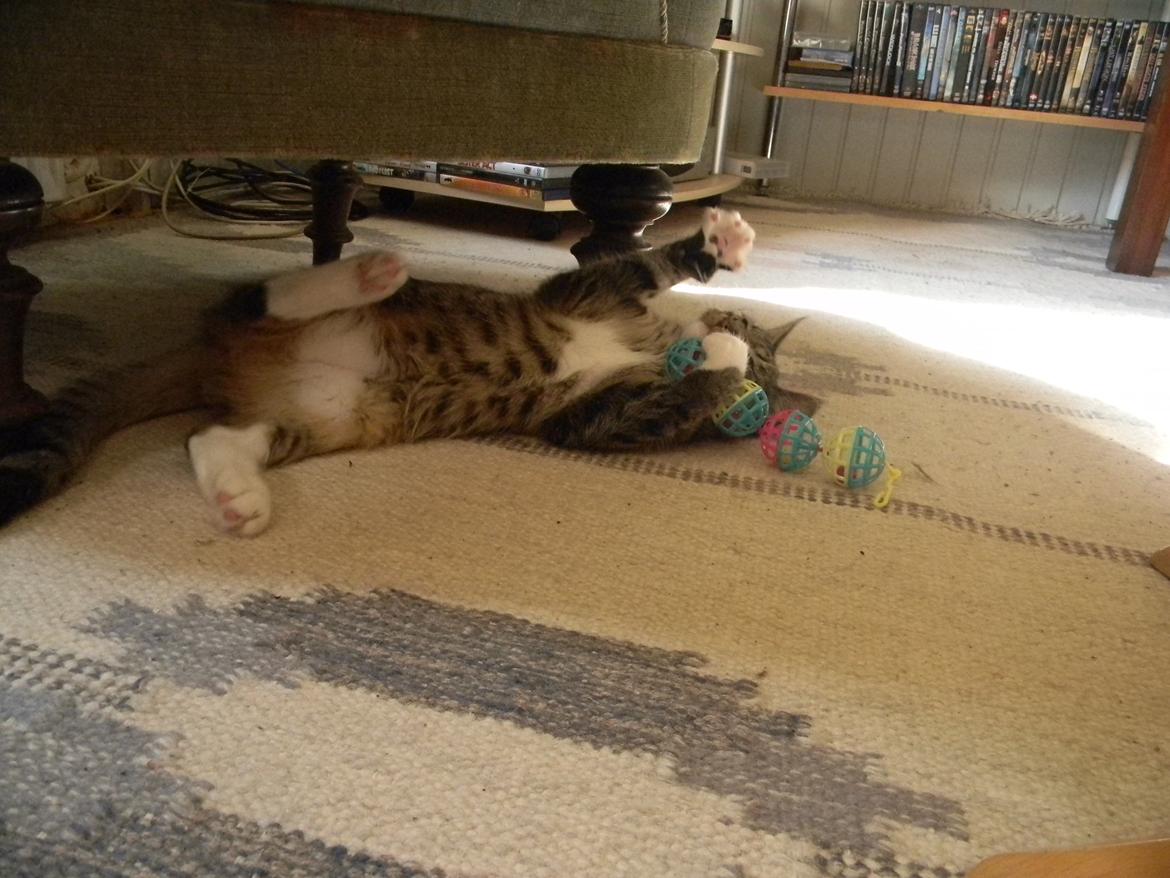 Huskat Bella billede 4