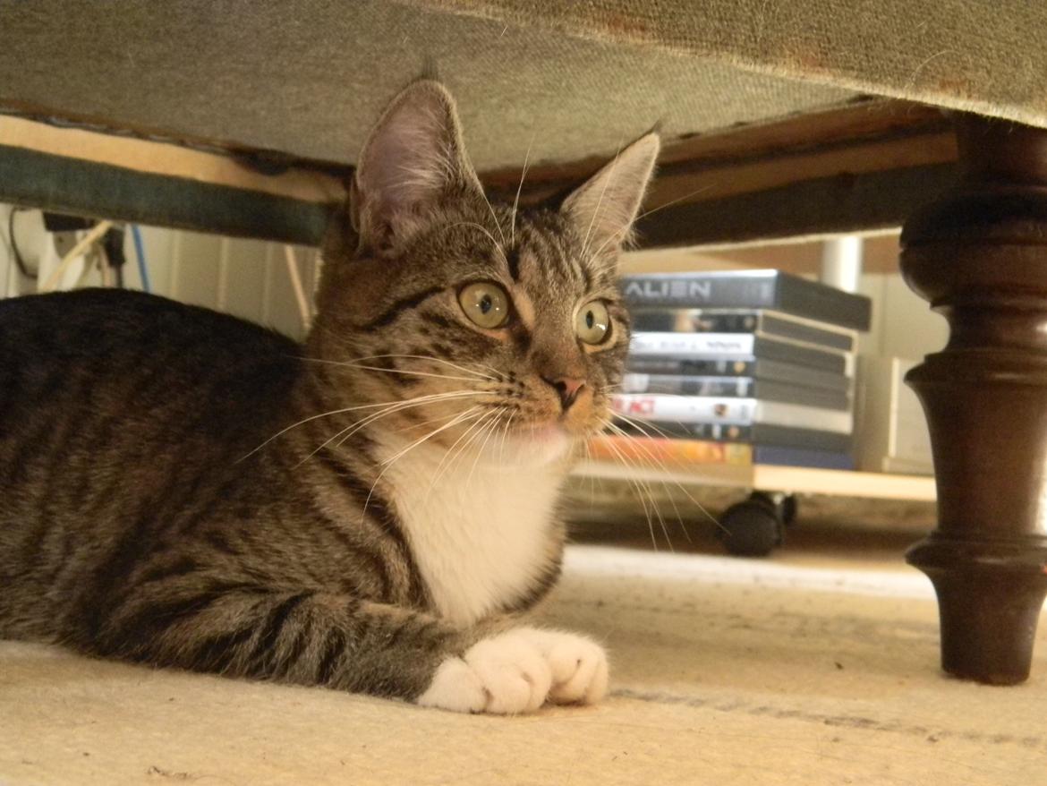 Huskat Bella billede 5