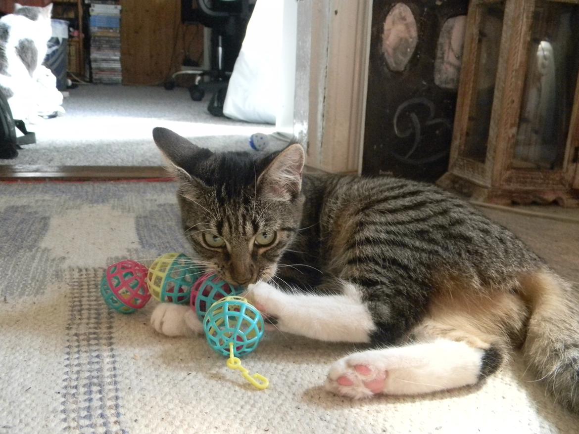 Huskat Bella billede 6