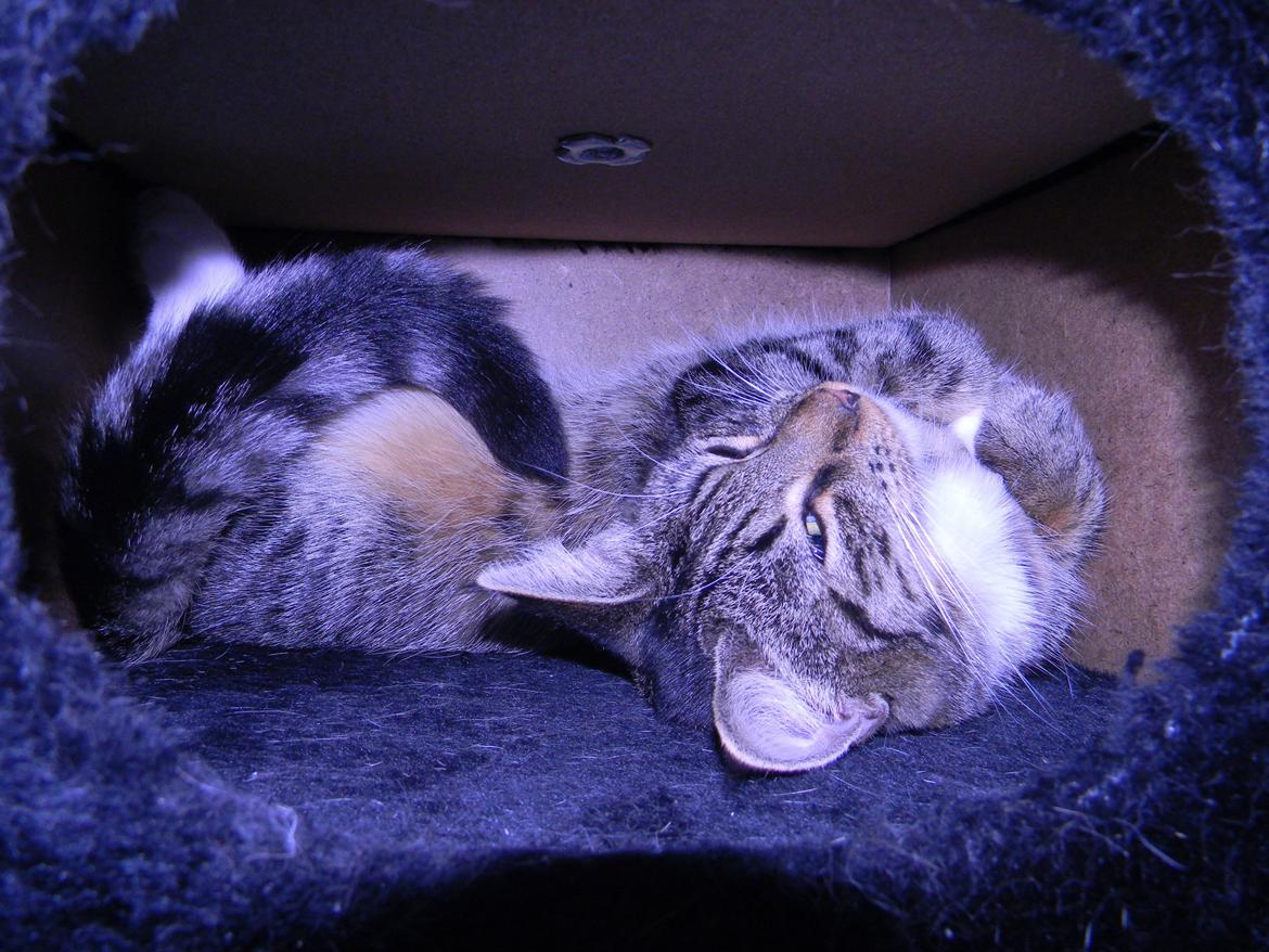 Huskat Bella billede 7