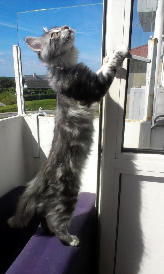 Maine Coon chili billede 17