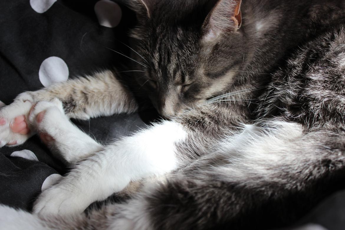 Huskat Perle billede 1