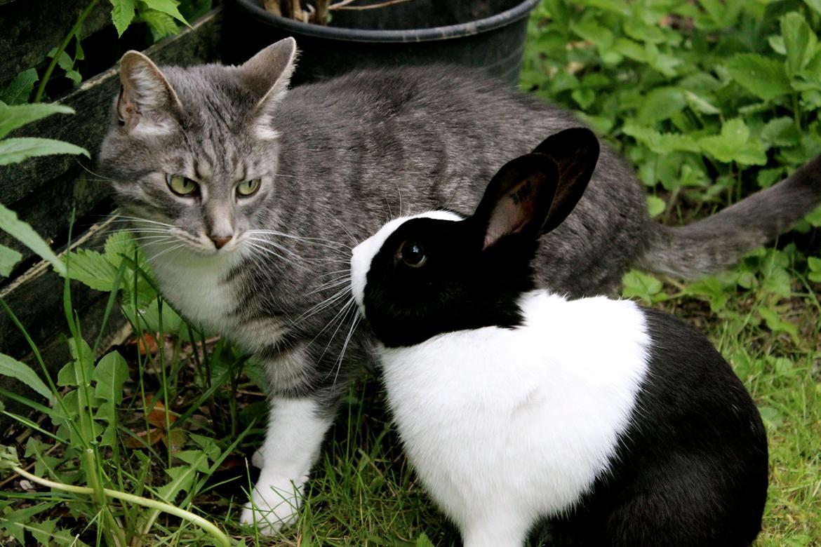 Huskat Perle billede 2