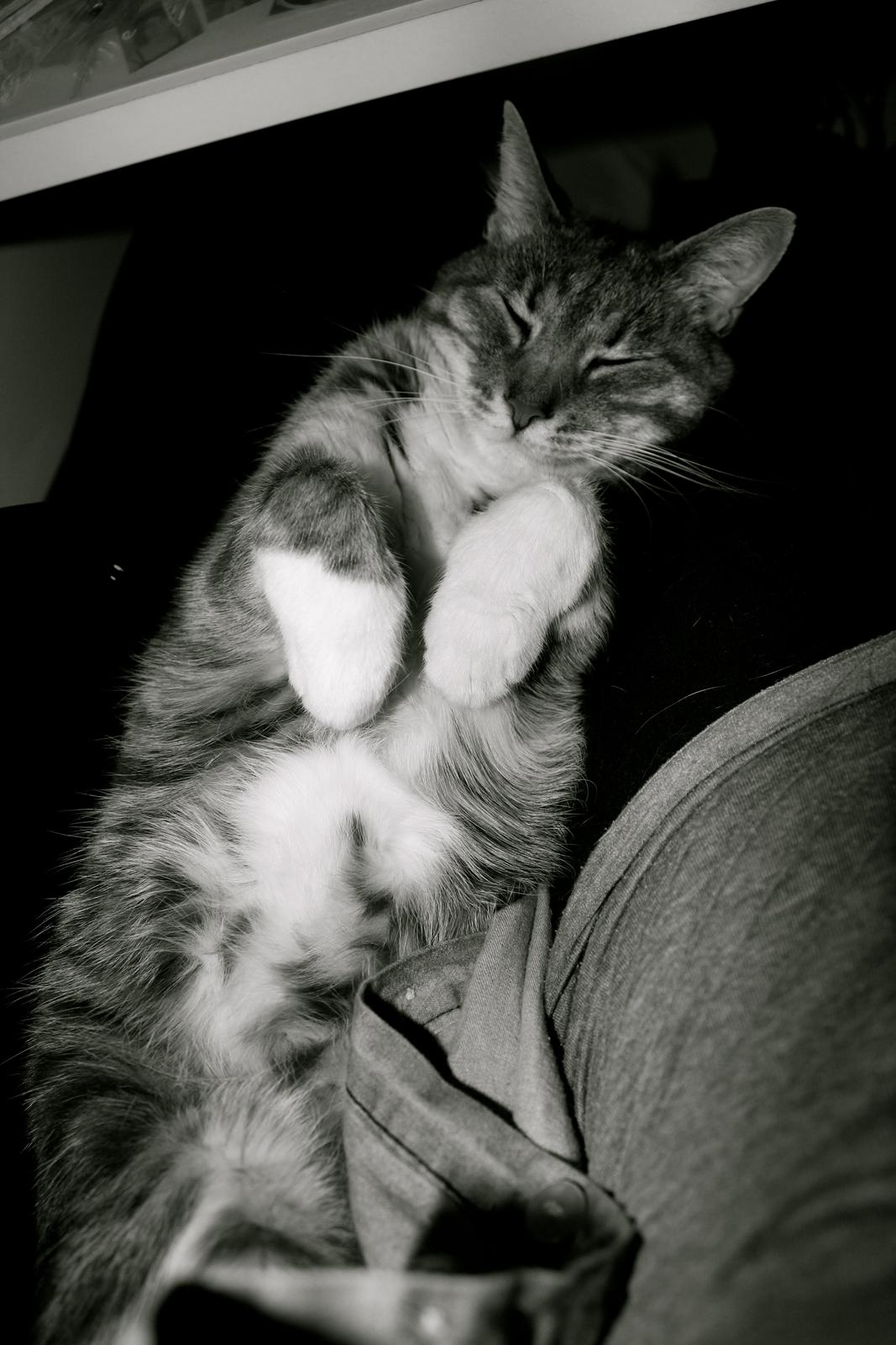 Huskat Perle billede 3