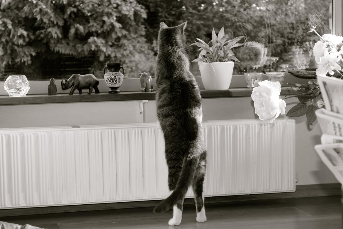 Huskat Perle billede 4