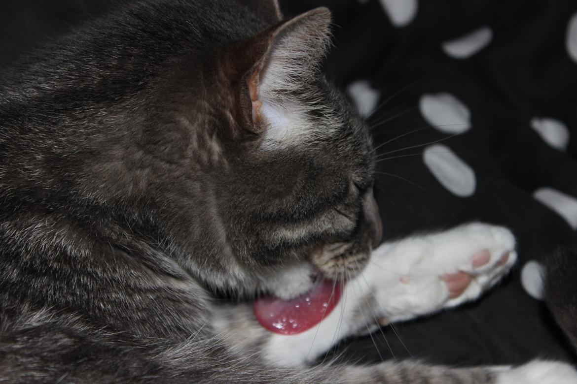 Huskat Perle billede 5