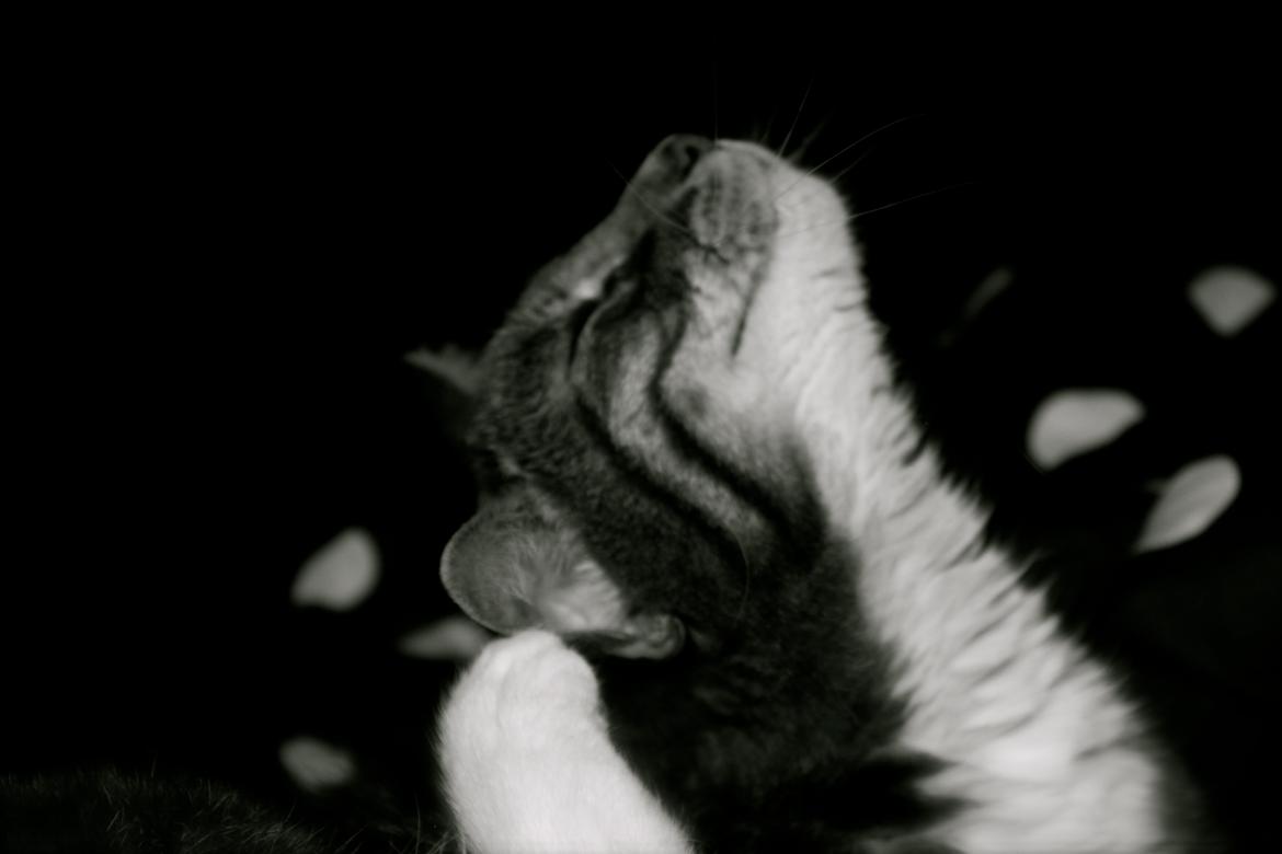 Huskat Perle billede 6