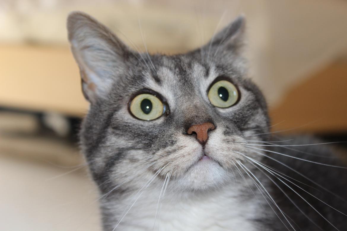 Huskat Perle billede 7