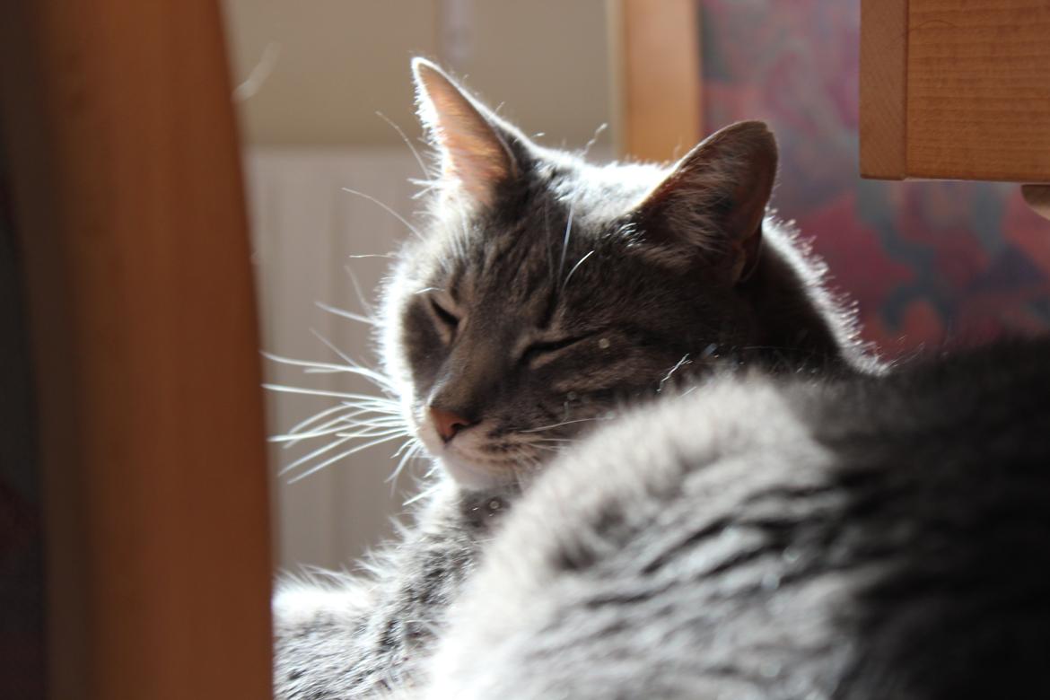 Huskat Perle billede 8