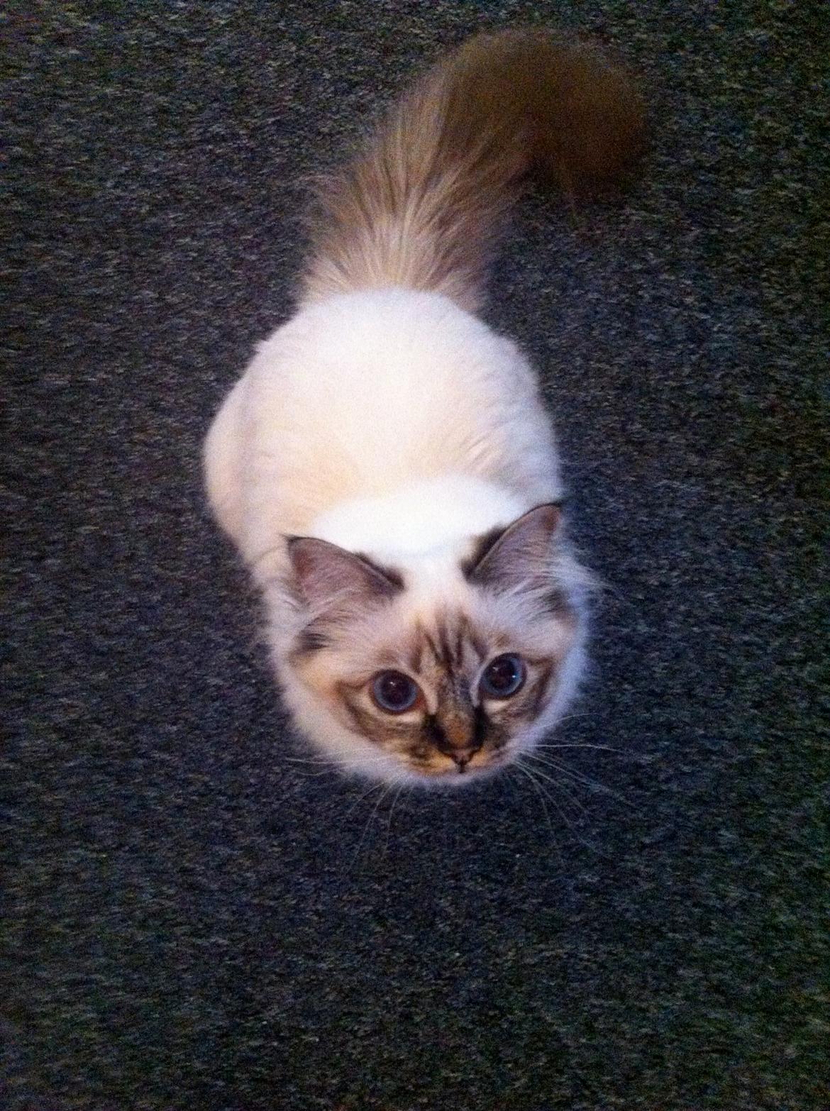 Hellig Birma Chicabee Viva la Vida billede 16