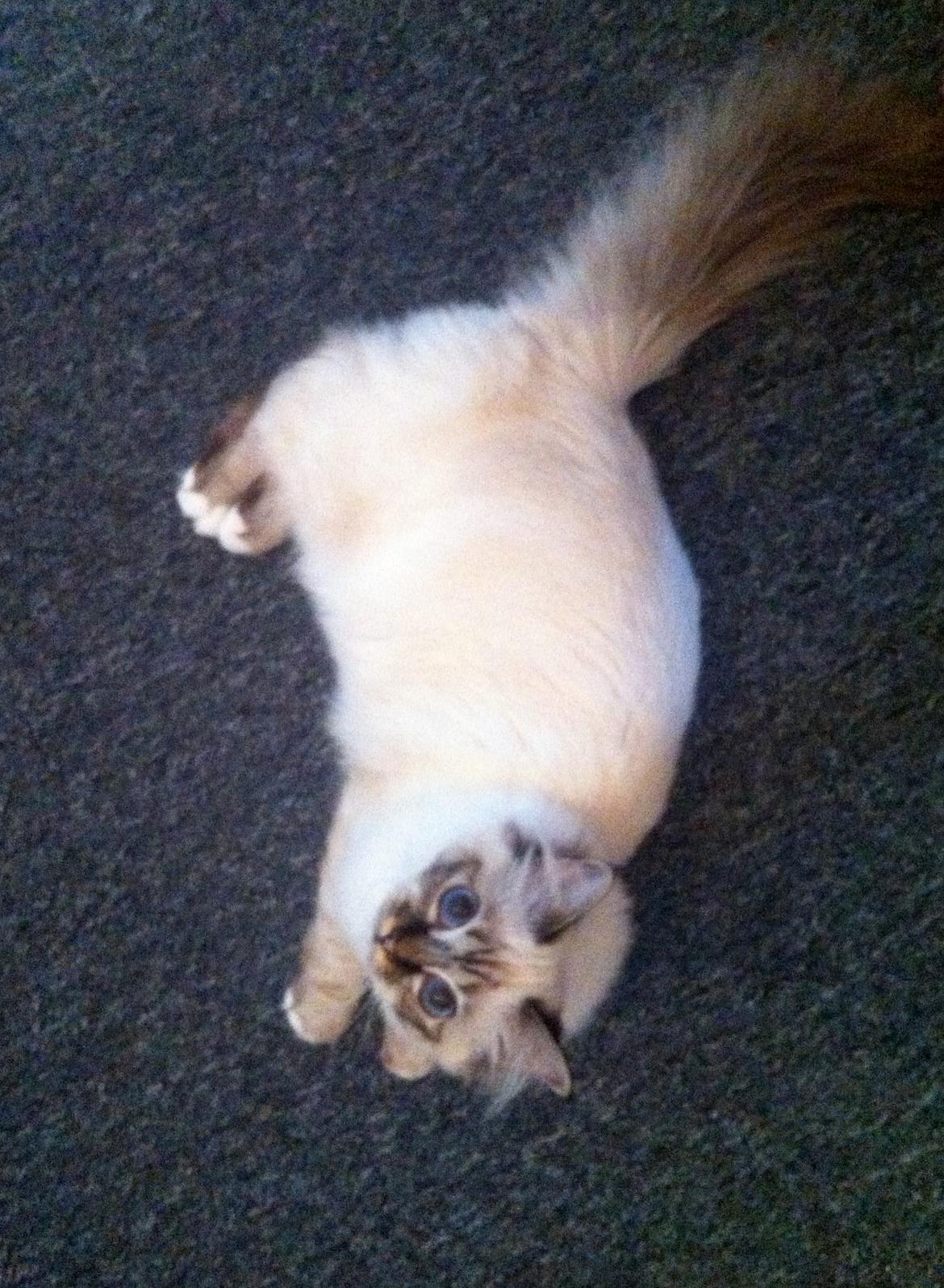 Hellig Birma Chicabee Viva la Vida billede 9