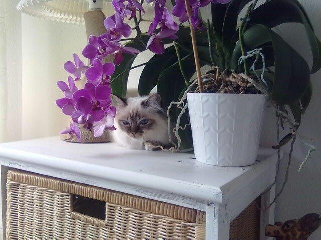 Hellig Birma Chicabee Viva la Vida - Hvor, hvor, hvor er katten billede 17