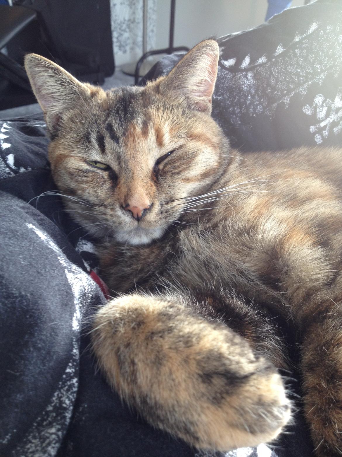 Blanding af racer Bodil billede 10