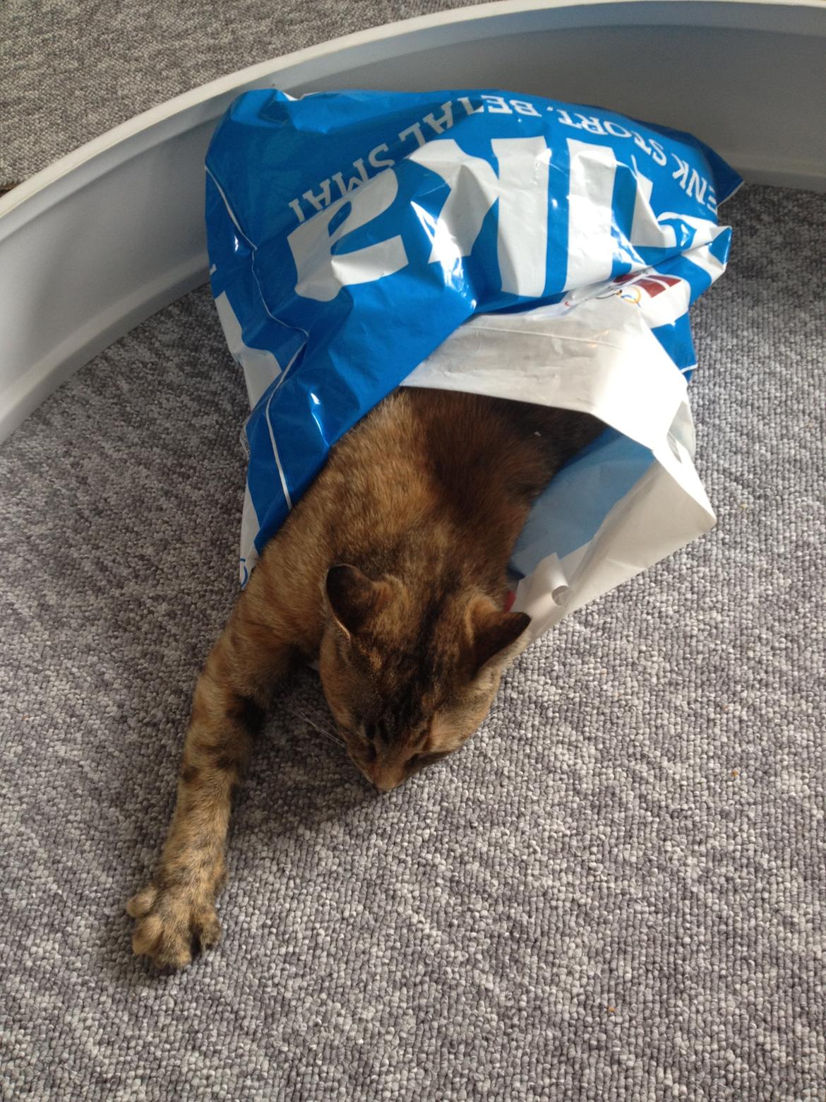 Blanding af racer Bodil billede 11