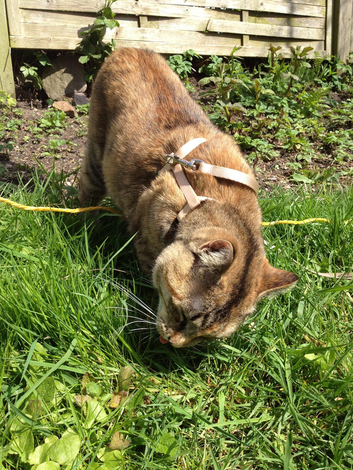 Blanding af racer Bodil billede 12