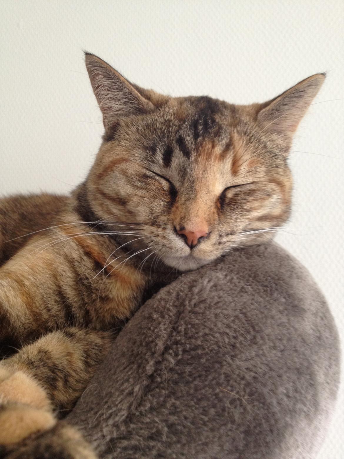 Blanding af racer Bodil billede 13