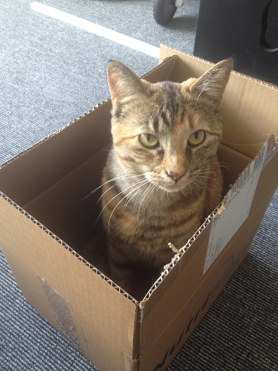 Blanding af racer Bodil billede 14