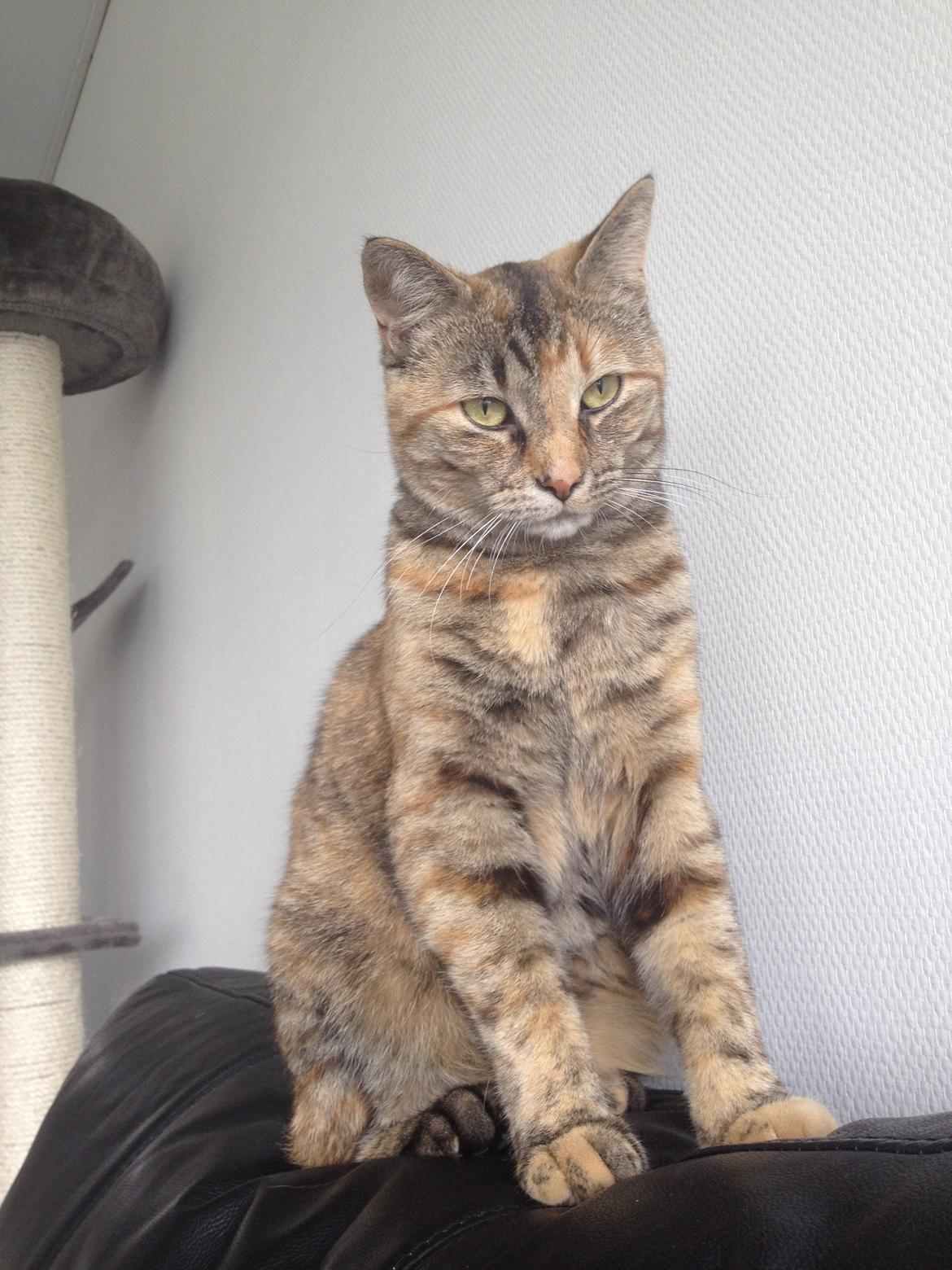 Blanding af racer Bodil billede 15