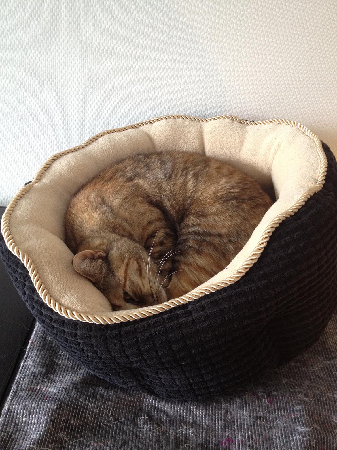 Blanding af racer Bodil billede 16