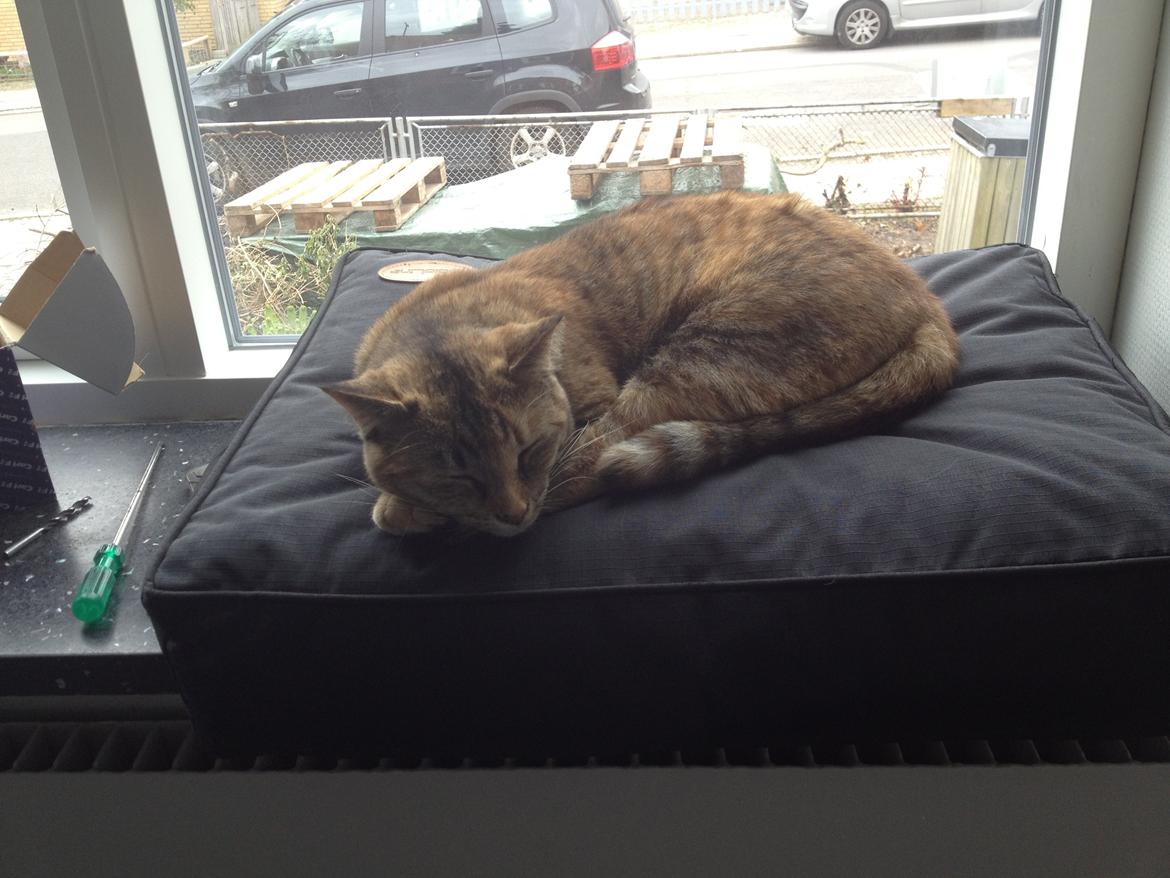 Blanding af racer Bodil billede 17