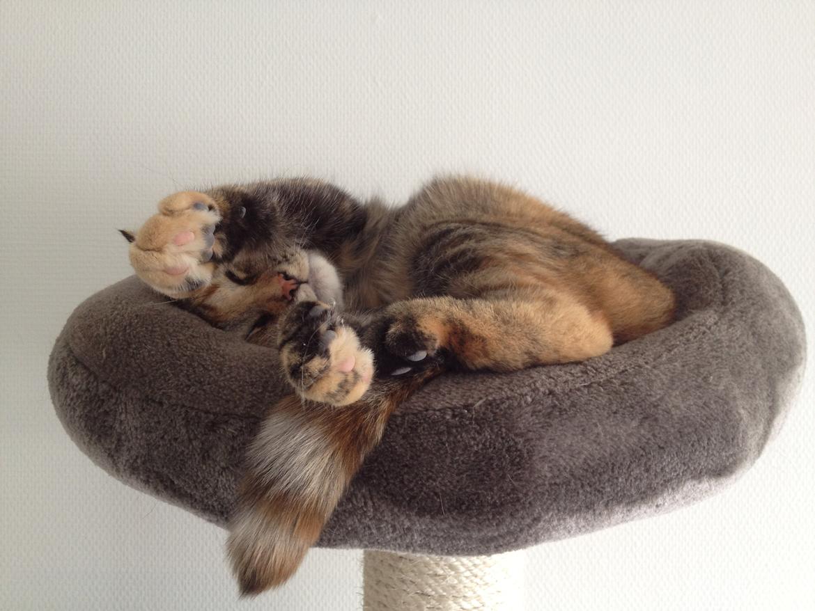 Blanding af racer Bodil billede 18