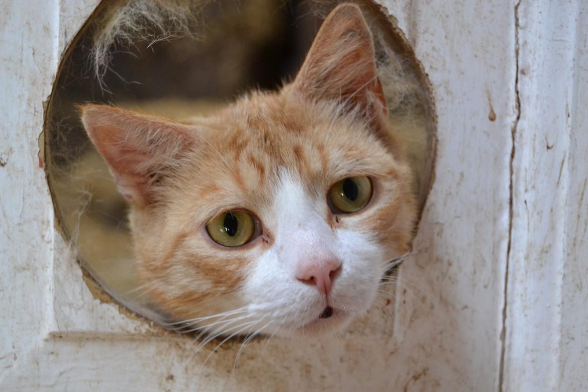 Blanding af racer Garfield billede 1