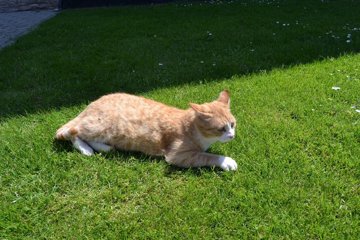 Blanding af racer Garfield billede 2