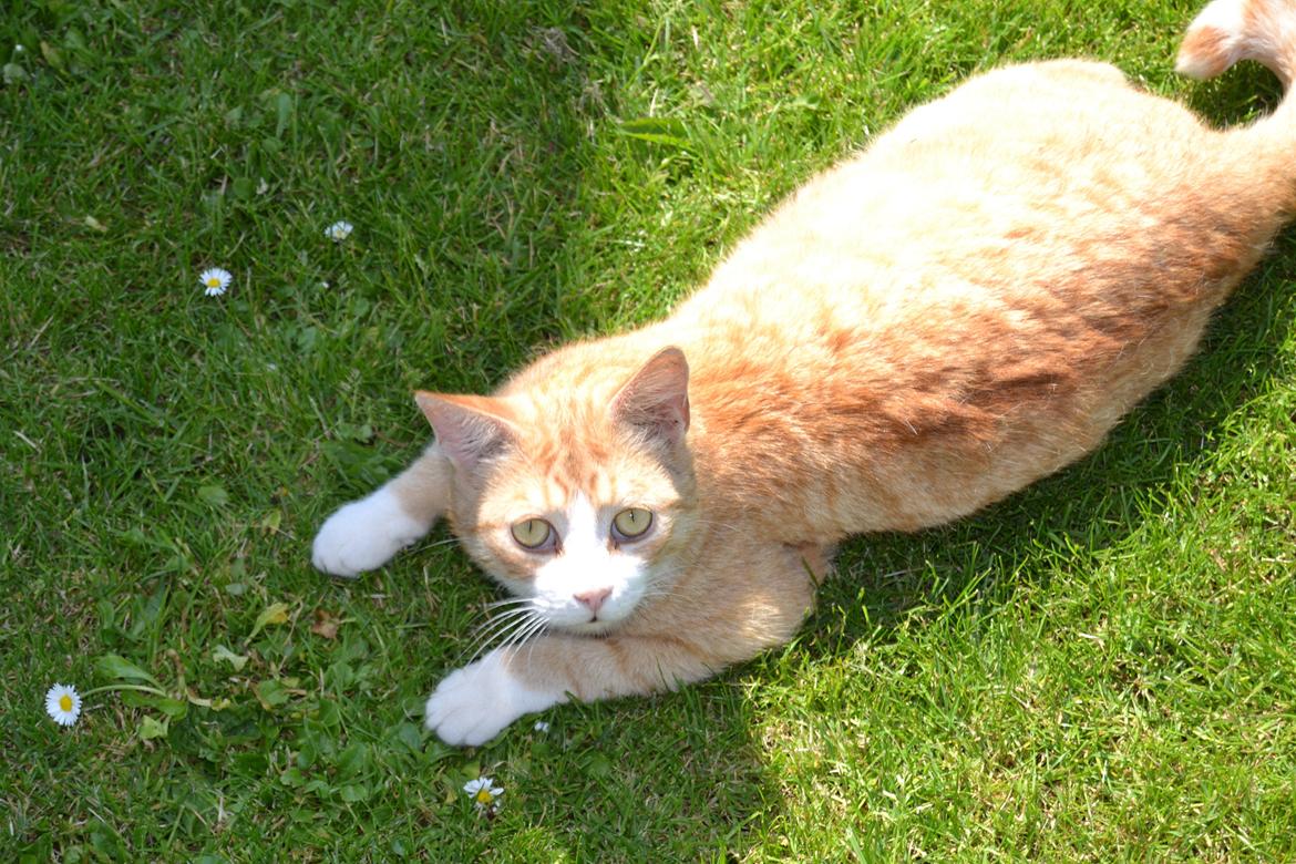 Blanding af racer Garfield billede 3