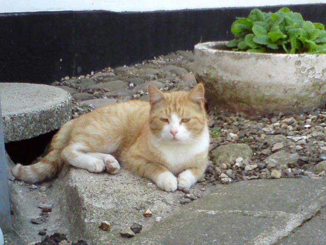 Blanding af racer Garfield billede 4